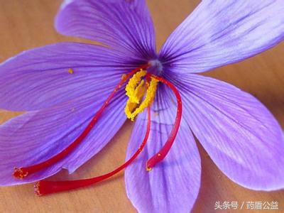 水中泡一下，辨知真与假——西红花的真伪面貌