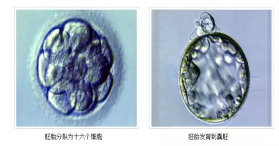 什么是优质胚胎？哪些胚胎更容易养囊胚？