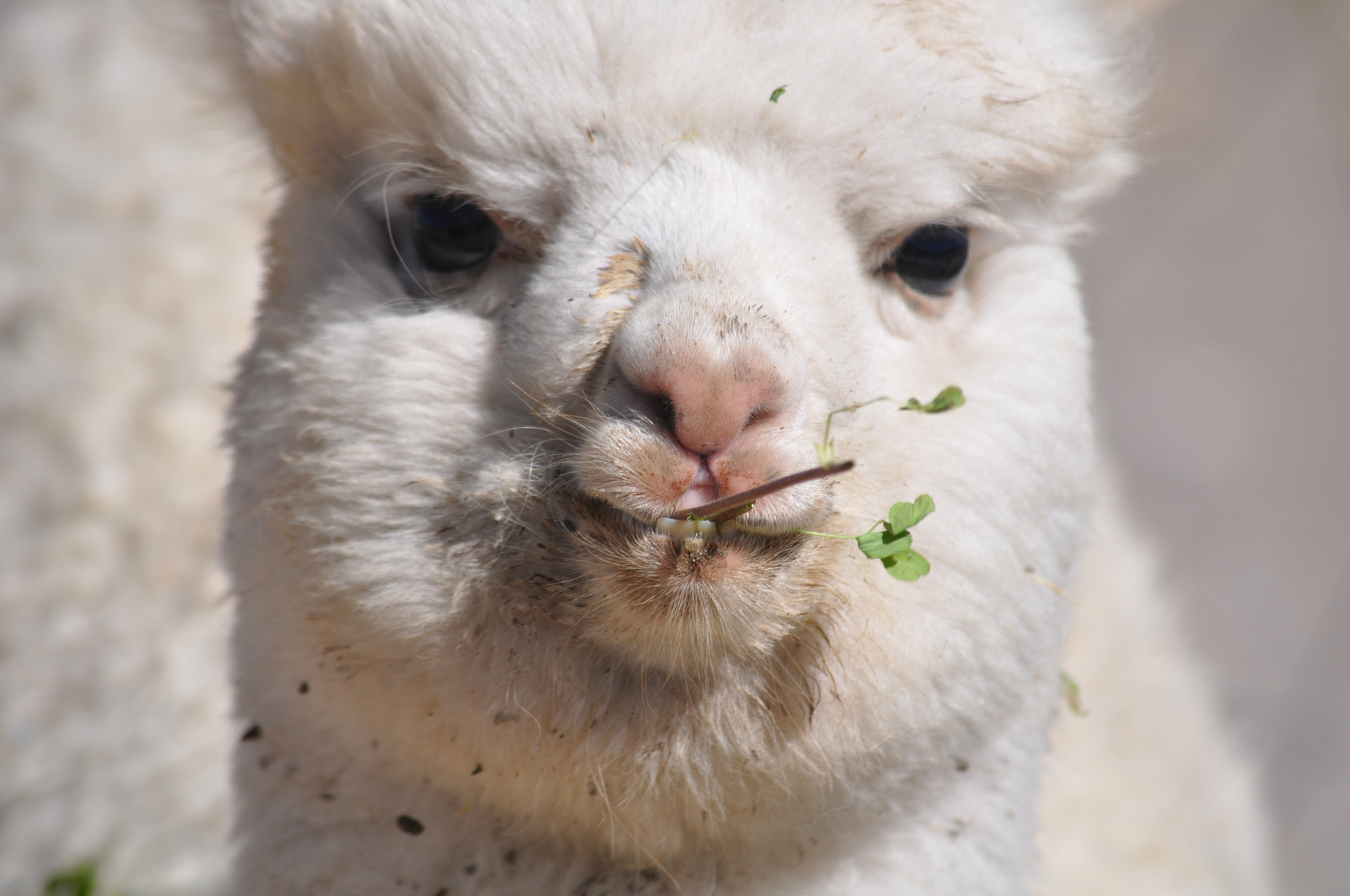 羊驼为什么叫草泥马(为什么澳大利亚这么多羊驼?羊驼原产地是哪里?