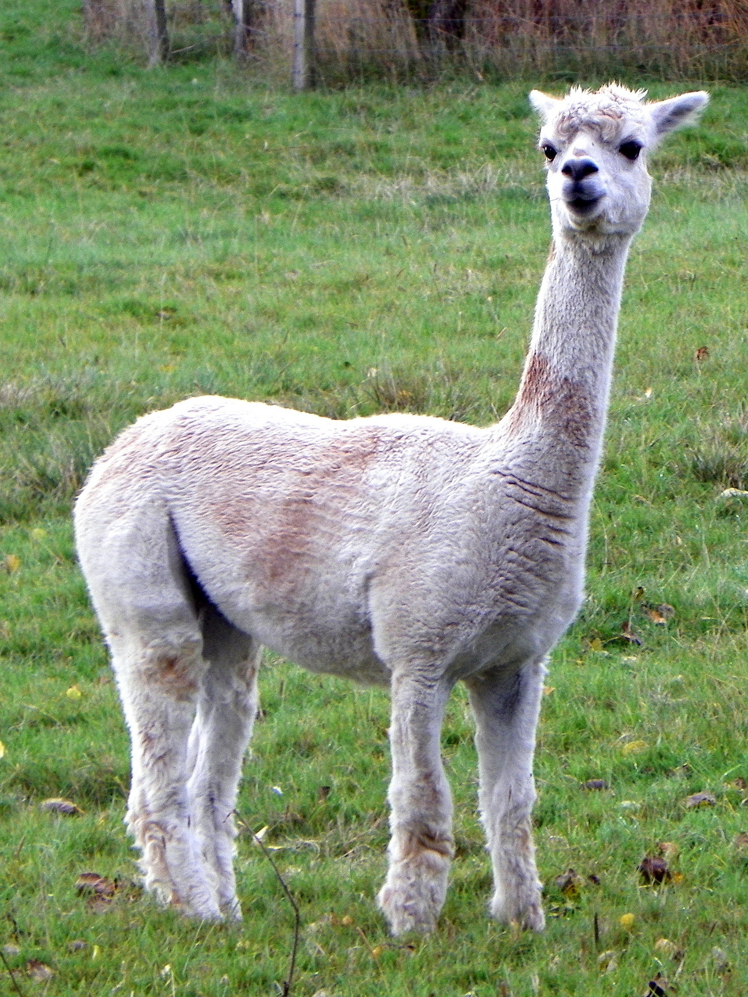 羊驼为什么叫草泥马,羊驼原产地是哪里? - 井贤栋个人博客