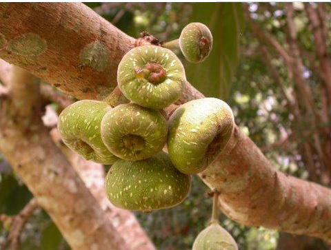 这种水果叫木瓜榕,很多你不知道的药用价值