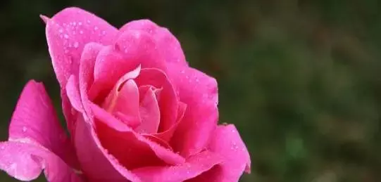 送你大吉大利的祝福花，祝您好运连连，富贵吉祥，花开如意