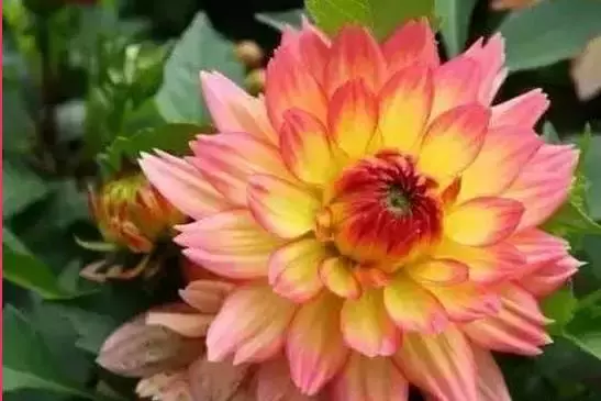 送你大吉大利的祝福花,祝您好运连连,富贵吉祥,花开