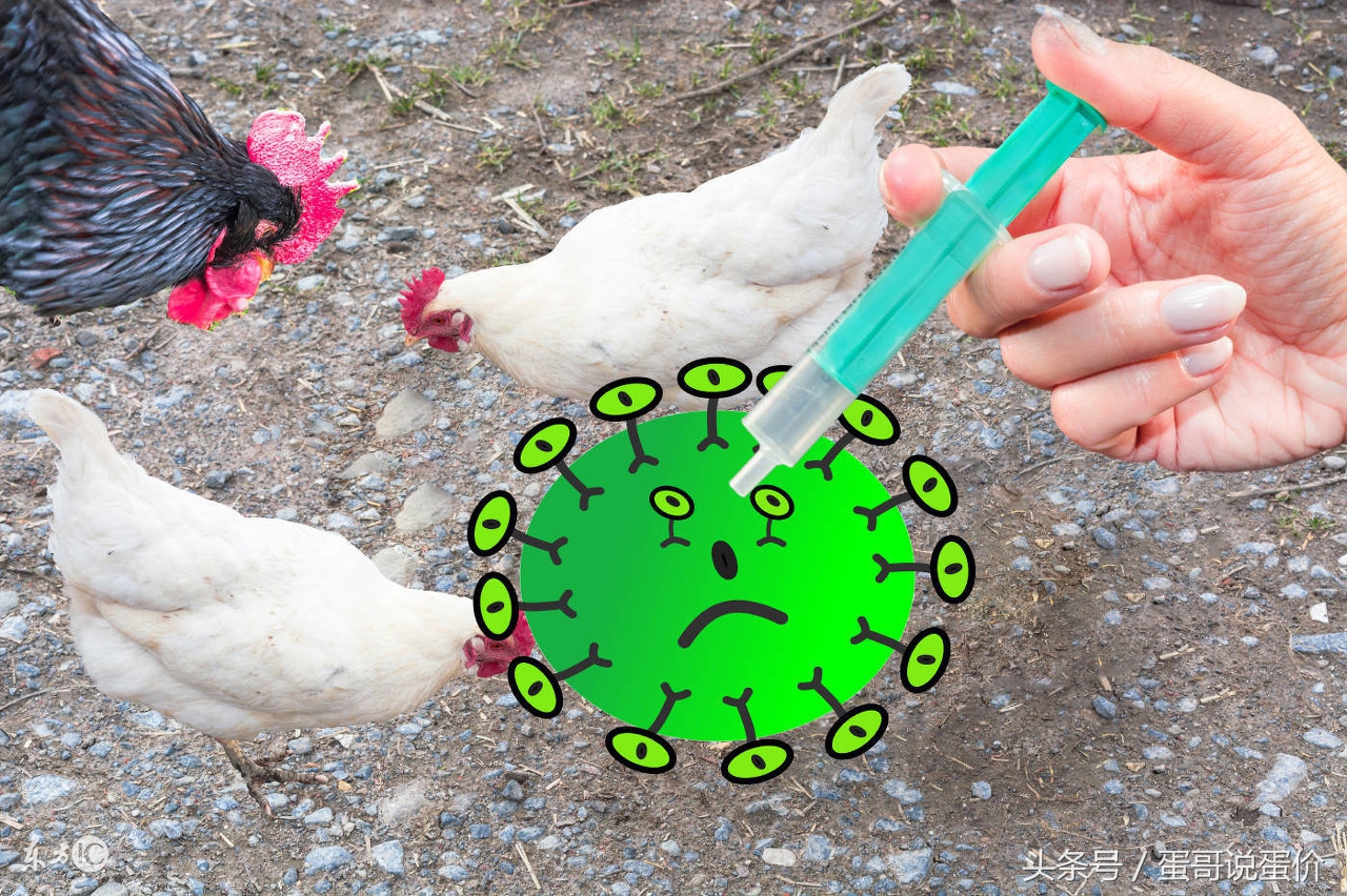 独家 ︳2018年鸡蛋价格走势预测！