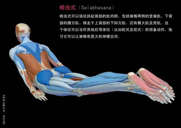 3d瑜伽体式图，瑜伽运动解剖图