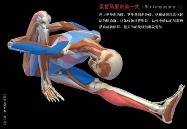 3d瑜伽体式图，瑜伽运动解剖图