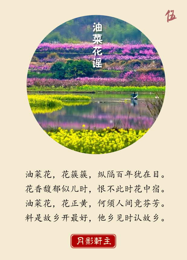 原创古体诗 | 油菜花谣