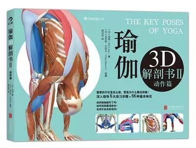 3d瑜伽体式图，瑜伽运动解剖图