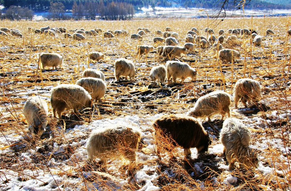 元朝张养浩：兴，百姓苦；亡，百姓苦(张养浩传)