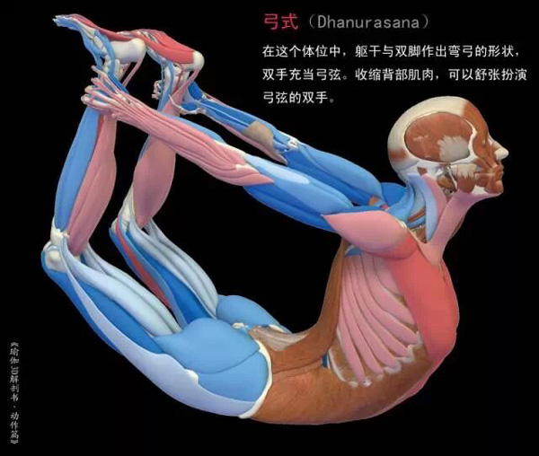 3d瑜伽体式图，瑜伽运动解剖图