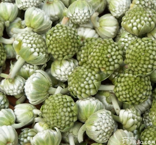 绿萝花的功效与作用（分享3个绿萝花的食用方法）