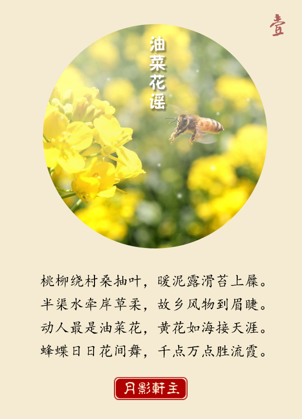 原创古体诗 | 油菜花谣