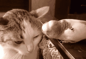 37个鬼迷日眼的贵州成语，你懂几个？