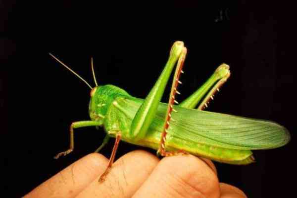 37个鬼迷日眼的贵州成语，你懂几个？