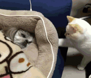 37个鬼迷日眼的贵州成语，你懂几个？