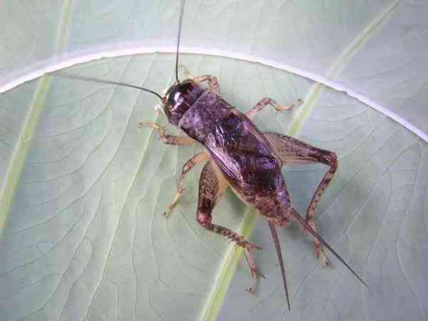 37个鬼迷日眼的贵州成语，你懂几个？