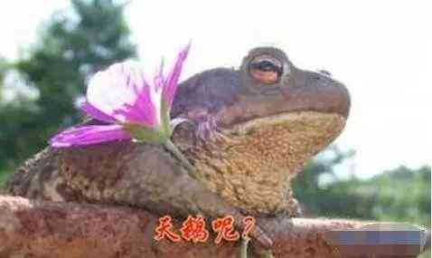 37个鬼迷日眼的贵州成语，你懂几个？