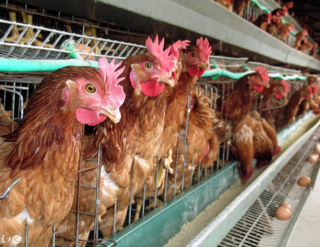 今日淘汰鸡价格以上涨为主,2018年1月31日淘汰鸡价格行情