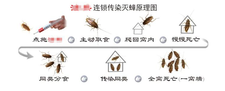 蟑螂藥哪種安全又有效