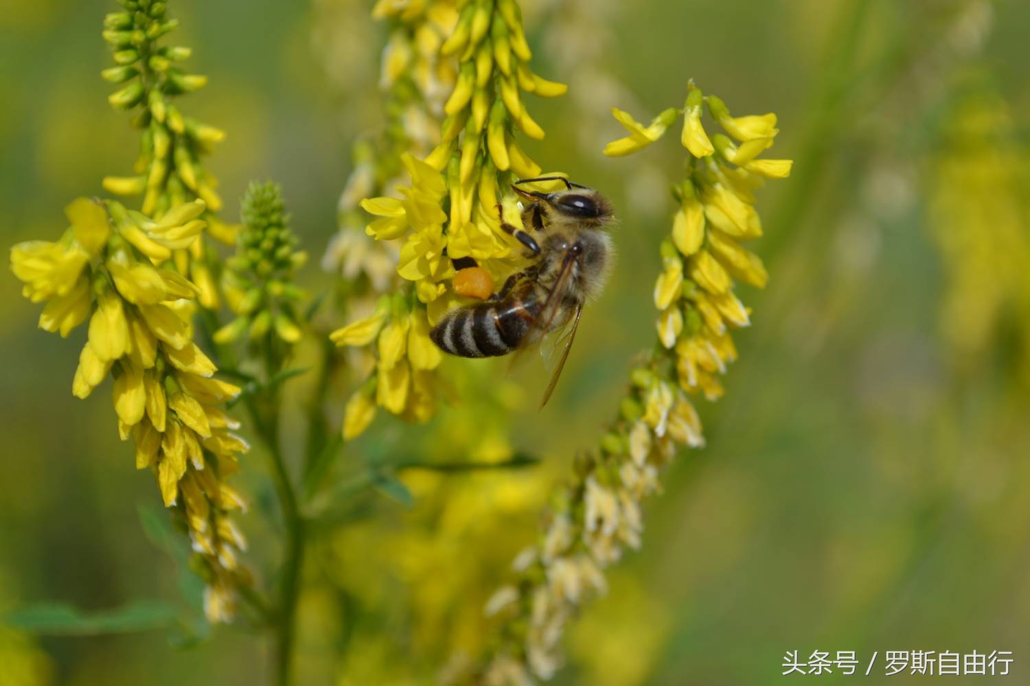 俄罗斯蜂蜜之7大种类3大品牌，特产就要买对的！