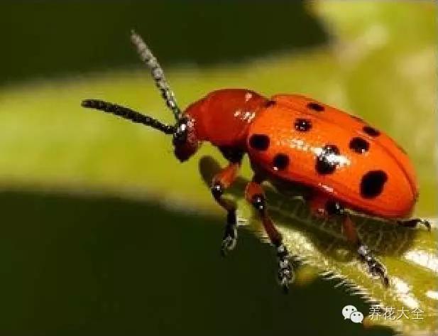 春天临近 小心这些害虫毁了你的花 天天看点