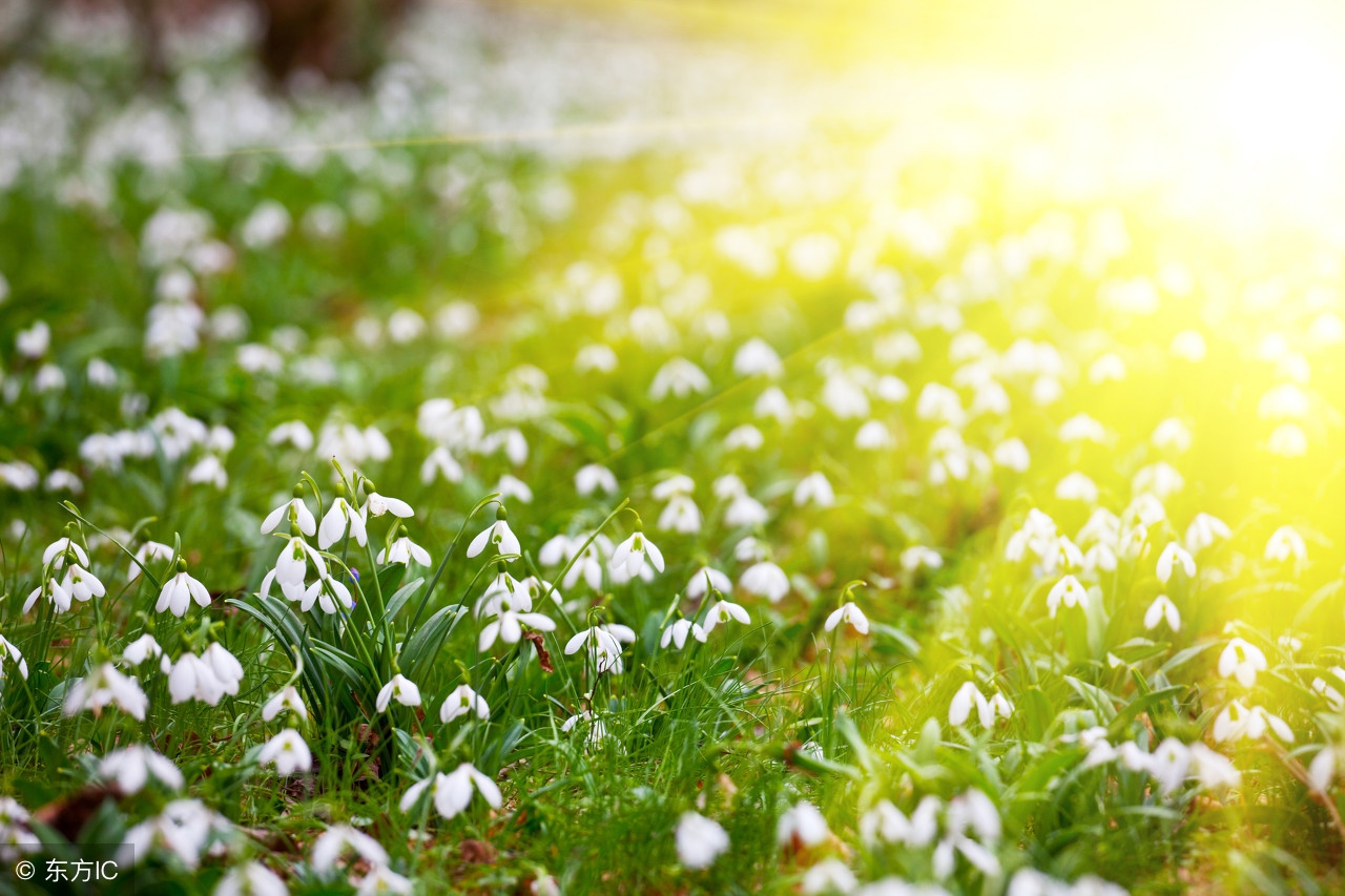 描写生机盎然的诗句「名言」-语文-巧兔教学