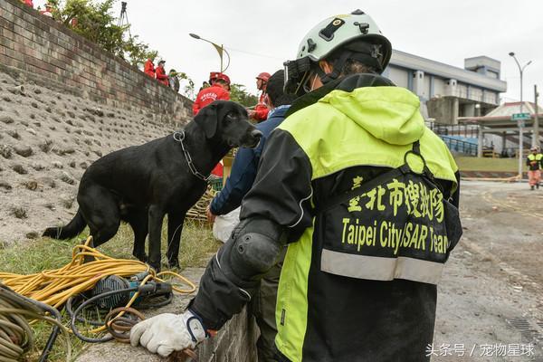 如何参加世界杯搜救犬(搜救犬拉布拉多获得国际高级认证，成为狗中的英雄)