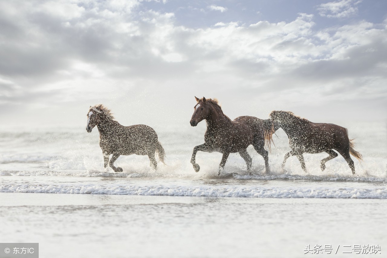 梦见马有哪些征兆全解!解梦告诉你所有!