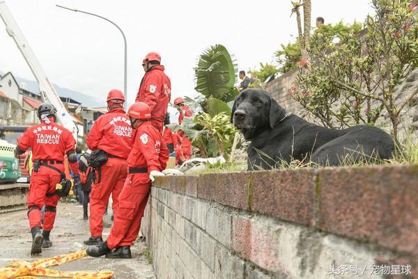 如何参加世界杯搜救犬(搜救犬拉布拉多获得国际高级认证，成为狗中的英雄)