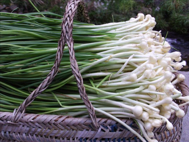 解读野菜8——野蒜 润中补虚,使人耐寒,还能给老人小孩补钙呢