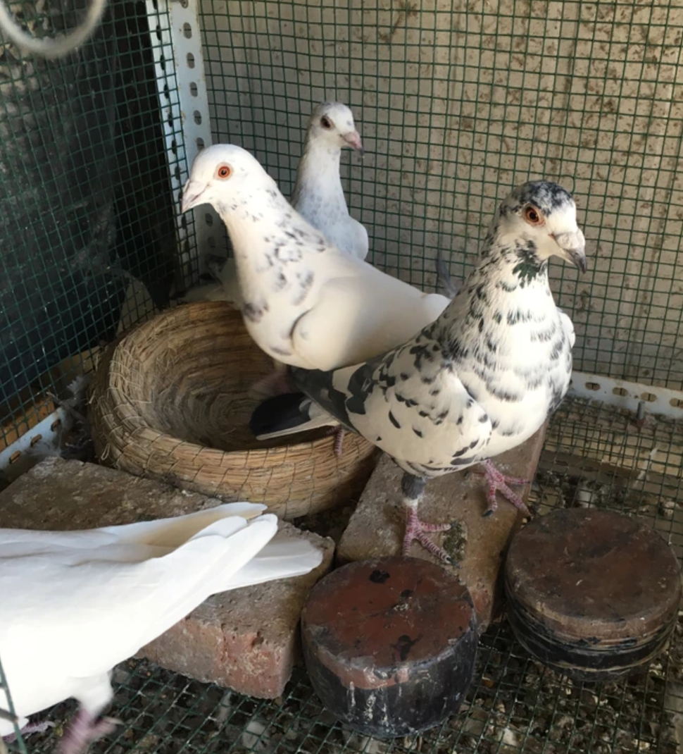 天落鸽喜欢啥样的鸽舍?