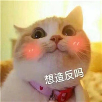 猫咪表情包日常秀恩爱系列