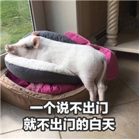 猪猪表情包：一个说不起就不起的早晨