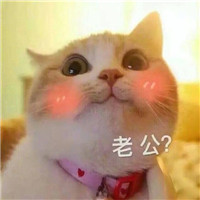 猫咪表情包日常秀恩爱系列