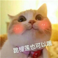 猫咪表情包日常秀恩爱系列