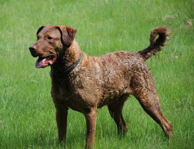 世界优秀猎犬十大排名(世界十大猎犬排名)