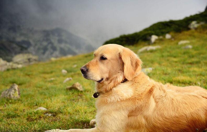 世界优秀猎犬十大排名(世界十大猎犬排名)