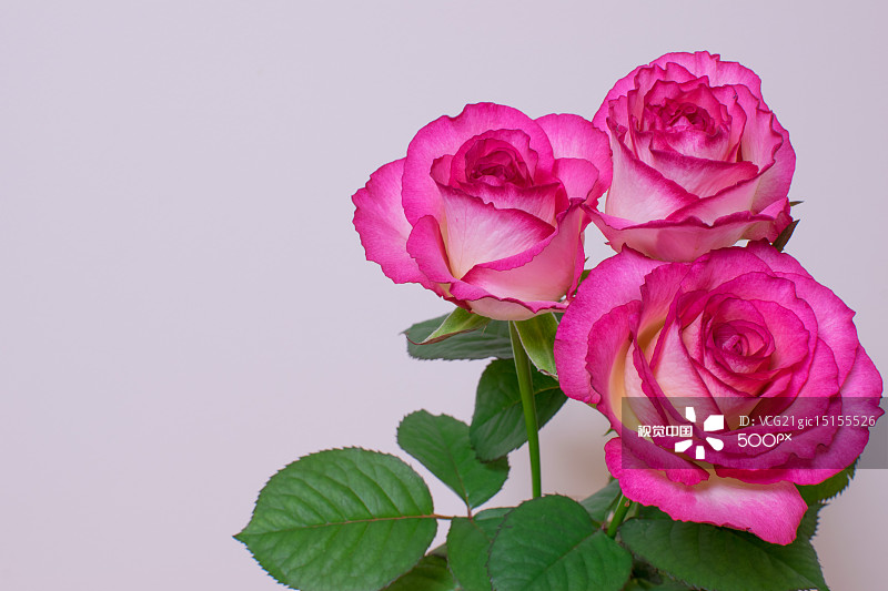 情人节送礼指南：有人竟用袜子表达爱意！你会用什么独特方式？