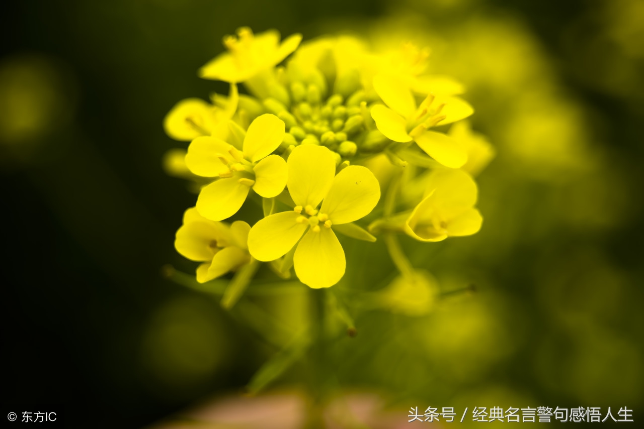 顺其自然：遵循自然规律，成就人生美好
