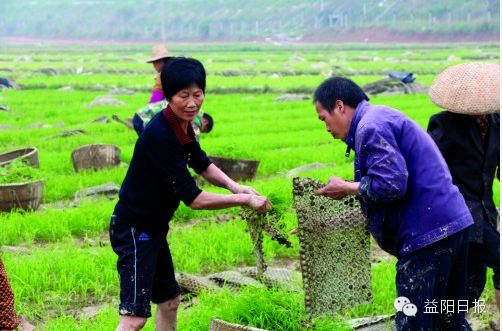 明天的田谁来种，这是个问题