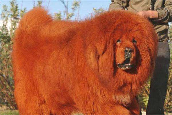 红毛藏獒多少钱一只看看那些拿下世界之最的狗狗们