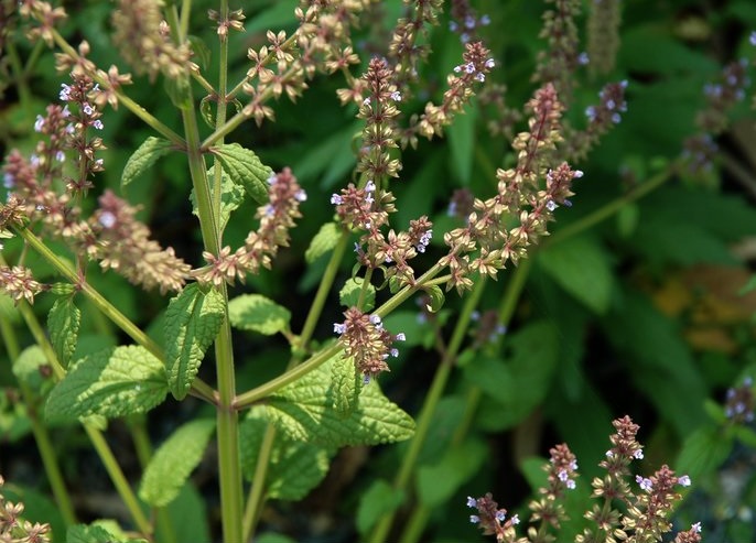 荔枝草,雪里青,叶下红,落地红,关公须,虾蟆草,雪风草,黑紫苏,过冬草