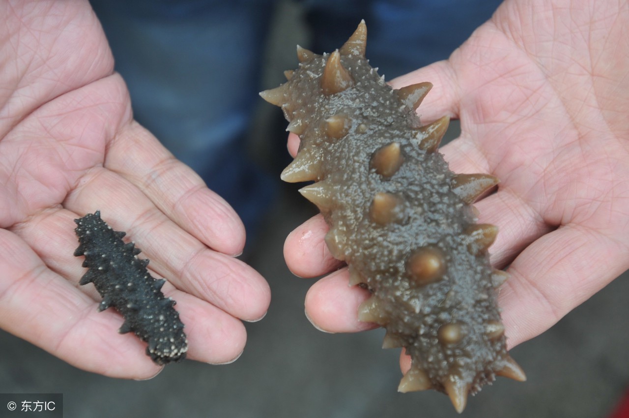 多少钱一斤海参海参是什么动物