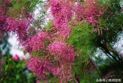 荠菜怎么读？植树节里识野菜