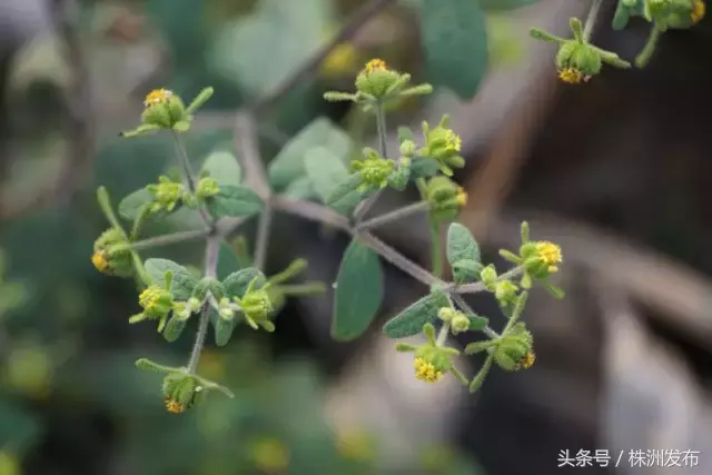 今天植树节，可这些植物名99%的人都会读错，可千万别再让人笑话了