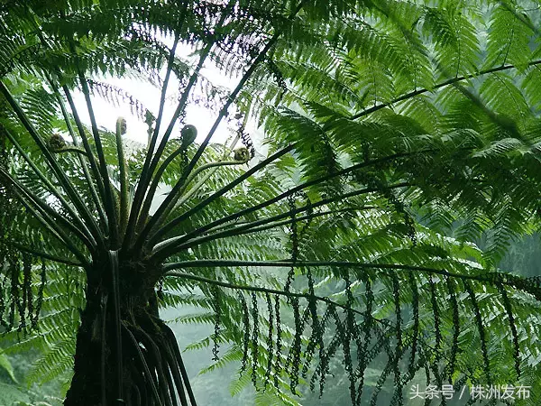 今天植树节，可这些植物名99%的人都会读错，可千万别再让人笑话了