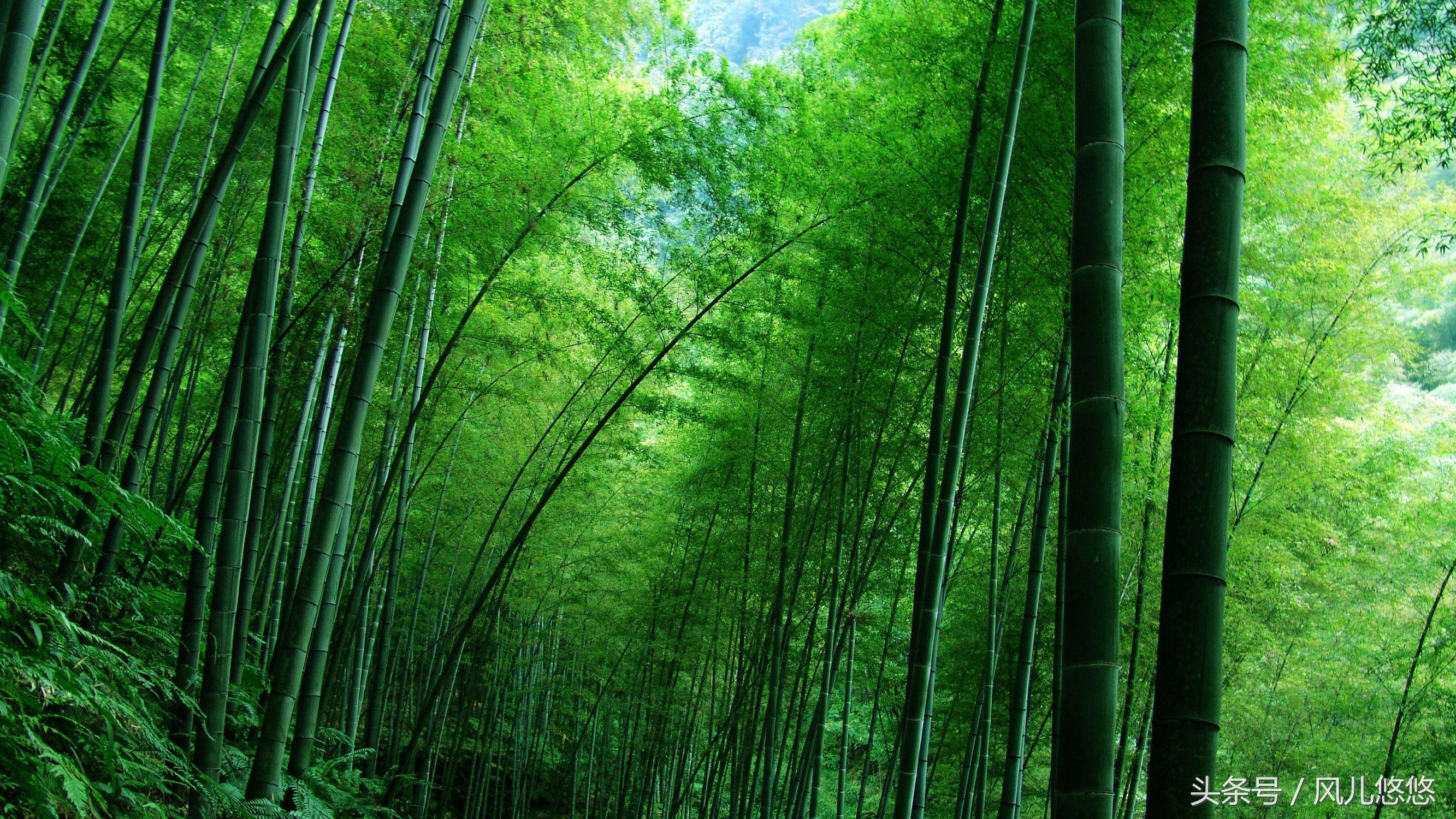 毛竹园毛竹冬笋毛竹是我国最为常见的竹子,分布极广,以用材为主,产竹