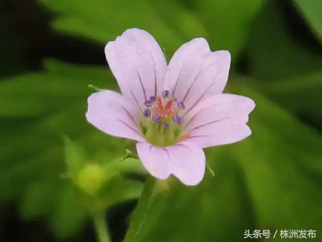今天植树节，可这些植物名99%的人都会读错，可千万别再让人笑话了