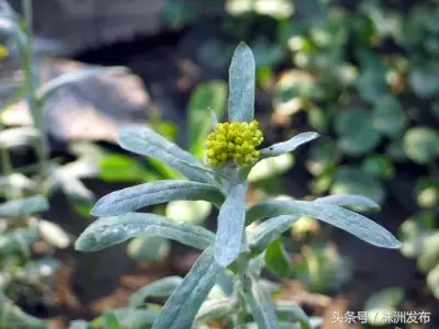 今天植树节，可这些植物名99%的人都会读错，可千万别再让人笑话了