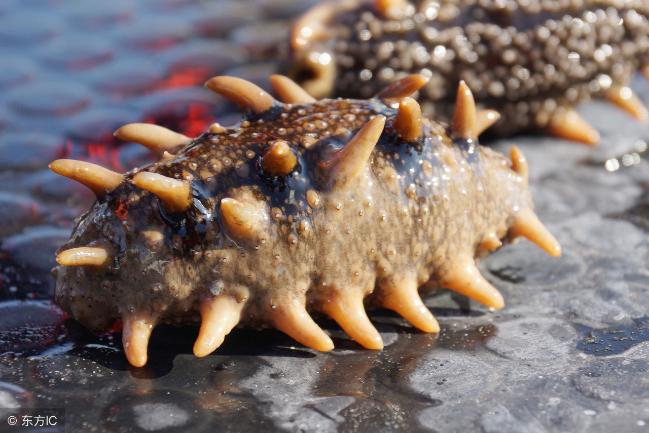 多少钱一斤海参海参是什么动物